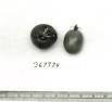 Click for 1 image(s) for this accession. FRUIT